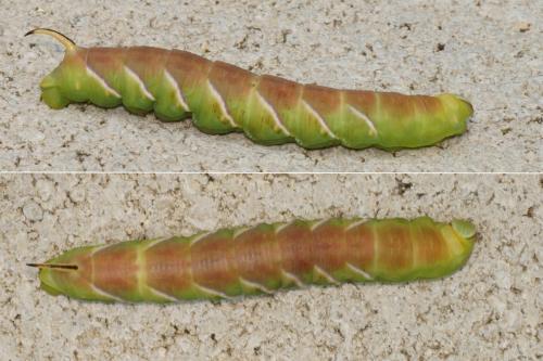 Réf. 236 373 : Sphinx ligustri